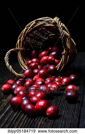 Stock Photo - Cranberries in baskets ( Vaccinium macrocarpon). Fotosearch