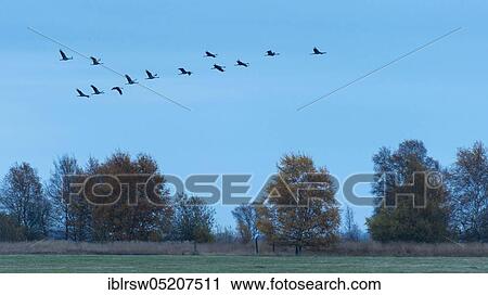 Stock Image - Crane flying in the moor, Lower Saxony, Germany, Europe. Fotosearch
