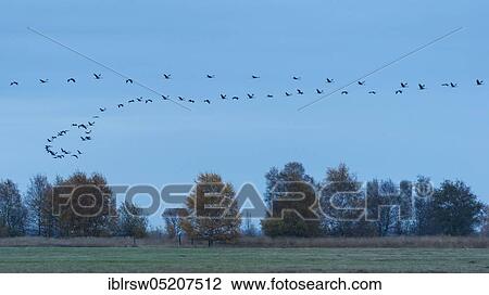 Stock Image - Crane flying in the moor, Lower Saxony, Germany, Europe. Fotosearch