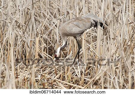 Picture - Crane (Grus grus) at breeding site in reeds, Masuria, Poland, Europe. Fotosearch
