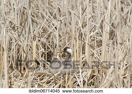 Crane (Grus grus) breeding on nest in reeds, Masuria, Poland, Europe View Large Photo Image Stock Photography - Crane (Grus grus) breeding on nest in reeds, Masuria, Poland, Europe. Fotosearch