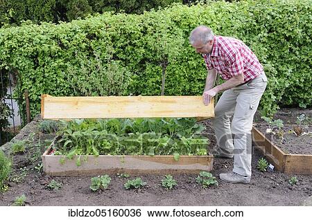Stock Photograph - Creation of organic garden, kohlrabi and radish (Raphanus sativus) (Brassica oleracea), natural garden, box system. Fotosearch