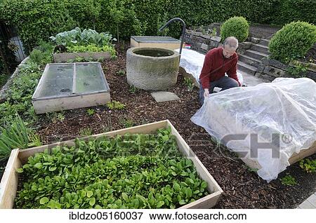 Creation of organic garden, natural garden, box system, frost protection, ice saint, fleece, cold frame View Large Photo Image Stock Photo - Creation of organic garden, natural garden, box system, frost protection, ice saint, fleece, cold frame. Fotosearch