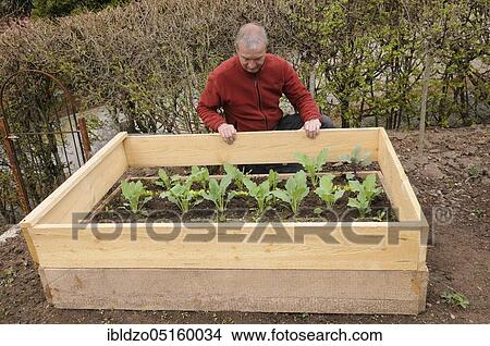Picture - Creation of organic garden, planting of kohlrabi (Brassica oleracea), natural garden, box system. Fotosearch