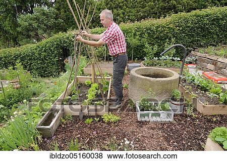 Creation of organic garden, setting up beanpoles, natural garden, box system, beanpole View Large Photo Image Stock Photo - Creation of organic garden, setting up beanpoles, natural garden, box system, beanpole. Fotosearch