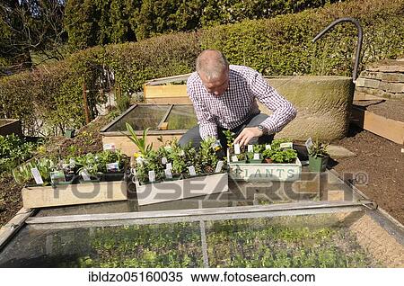 Creation of organic garden, various herbs (Brassica oleracea), natural garden, box system View Large Photo Image Stock Photography - Creation of organic garden, various herbs (Brassica oleracea), natural garden, box system. Fotosearch