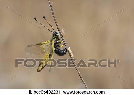 Stock Image - Cretan butterfly shad, Crete (Libelloides rhomboides ssp. cretensis), Greece, Europe. Fotosearch
