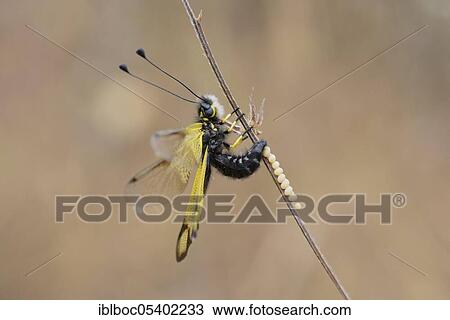Cretan butterfly shad, Crete (Libelloides rhomboides ssp. cretensis), Greece, Europe View Large Photo Image Stock Image - Cretan butterfly shad, Crete (Libelloides rhomboides ssp. cretensis), Greece, Europe. Fotosearch