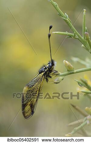 Cretan butterfly shad, Crete (Libelloides rhomboides ssp. cretensis), Greece, Europe View Large Photo Image Stock Image - Cretan butterfly shad, Crete (Libelloides rhomboides ssp. cretensis), Greece, Europe. Fotosearch