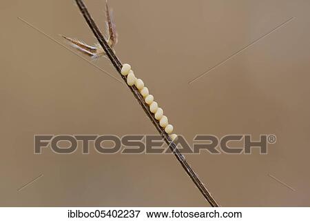 Cretan butterfly shad, Crete (Libelloides rhomboides ssp. cretensis), Greece, Europe View Large Photo Image Stock Photo - Cretan butterfly shad, Crete (Libelloides rhomboides ssp. cretensis), Greece, Europe. Fotosearch