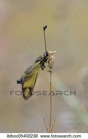 Cretan butterfly shad, Crete (Libelloides rhomboides ssp. cretensis), Greece, Europe View Large Photo Image Stock Photo - Cretan butterfly shad, Crete (Libelloides rhomboides ssp. cretensis), Greece, Europe. Fotosearch