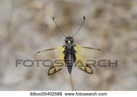 Cretan butterfly shad, Crete (Libelloides rhomboides ssp. cretensis), Greece, Europe View Large Photo Image Stock Photo - Cretan butterfly shad, Crete (Libelloides rhomboides ssp. cretensis), Greece, Europe. Fotosearch