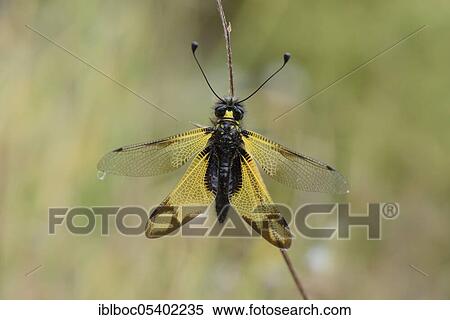 Stock Photography - Cretan butterfly shad, Crete (Libelloides rhomboides ssp. cretensis), Greece, Europe. Fotosearch