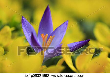 Crocus, Switzerland, Europe View Large Photo Image Stock Image - Crocus, Switzerland, Europe. Fotosearch