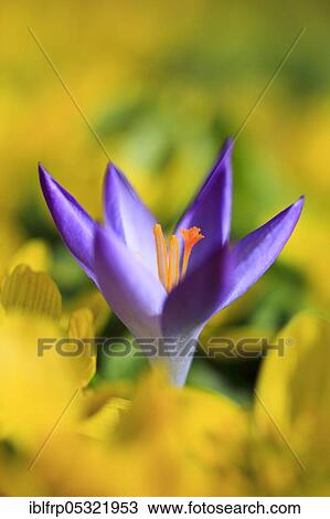Stock Image - Crocus, Switzerland, Europe. Fotosearch