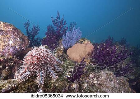 Crown-of-thorns starfish (Acanthaster planci) on coral reef, Cabo Pulmo Marine National Park, Baja California Sur, Mexico, Central America View Large Photo Image Picture - Crown-of-thorns starfish (Acanthaster planci) on coral reef, Cabo Pulmo Marine National Park, Baja California Sur, Mexico, Central America. Fotosearch