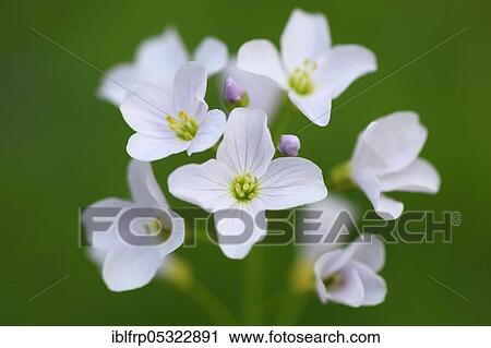 Cuckoo flower ( Cardamine pratensis) Switzerland View Large Photo Image Stock Image - Cuckoo flower ( Cardamine pratensis) Switzerland. Fotosearch