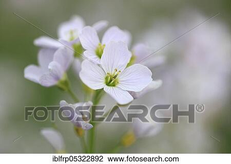 Stock Image - Cuckoo flower ( Cardamine pratensis) Switzerland. Fotosearch