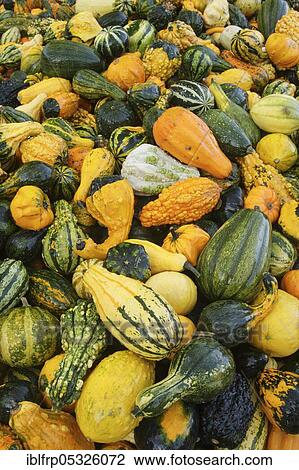 Cucurbita pepos View Large Photo Image Stock Image - Cucurbita pepos. Fotosearch