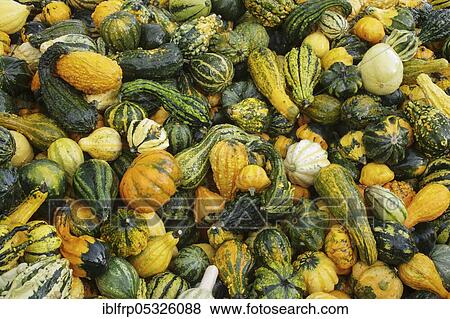 Cucurbita pepos View Large Photo Image Stock Photo - Cucurbita pepos. Fotosearch