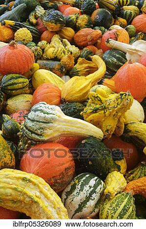 Cucurbita pepos View Large Photo Image Stock Photo - Cucurbita pepos. Fotosearch