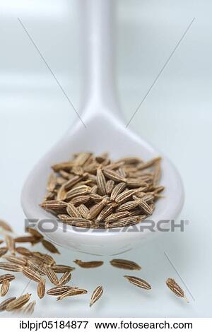 Cumin ( Cuminum cyminum) with spoon, seed View Large Photo Image Stock Photo - Cumin ( Cuminum cyminum) with spoon, seed. Fotosearch