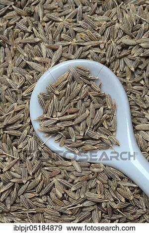 Stock Photo - Cumin ( Cuminum cyminum) with spoon, seed. Fotosearch