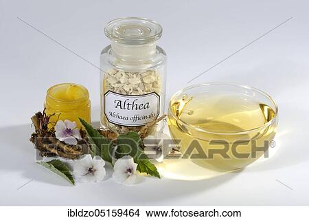 Cup (Althea officinalis) marshmallow root tea, marshmallow, roots, marshmallow roots, marshmallow root tea, marshmallow root ointment, Ade root, Altee, Alter Thee, Alte Eh, Driantenwurzel, Eibsche, river herb, medicinal root, native root, Hilfwurz View Large Photo Image Picture - Cup (Althea officinalis) marshmallow root tea, marshmallow, roots, marshmallow roots, marshmallow root tea, marshmallow root ointment, Ade root, Altee, Alter Thee, Alte Eh, Driantenwurzel, Eibsche, river herb, medicinal root, native root, Hilfwurz. Fotosearch