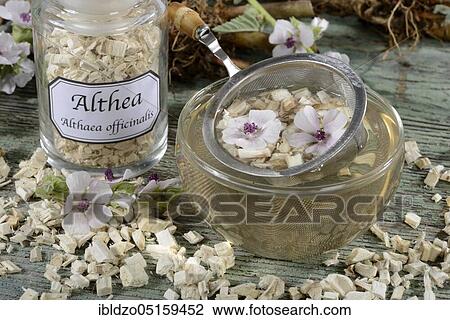 Stock Image - Cup (Althea officinalis) marshmallow root tea, marshmallow, roots, marshmallow roots, marshmallow root tea, Ade root, Altee, Alter Thee, Alte Eh, Driantenwurzel, Eibsche, river herb, medicinal root, native root, Hilfwurz, Ibsche, Ipsche, Sammt-Pappel,.... Fotosearch