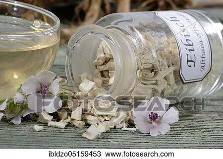 Stock Image - Cup (Althea officinalis) marshmallow root tea, marshmallow, roots, marshmallow roots, marshmallow root tea, Ade root, Altee, Alter Thee, Alte Eh, Driantenwurzel, Eibsche, river herb, medicinal root, native root, Hilfwurz, Ibsche, Ipsche, Sammt-Pappel,.... Fotosearch