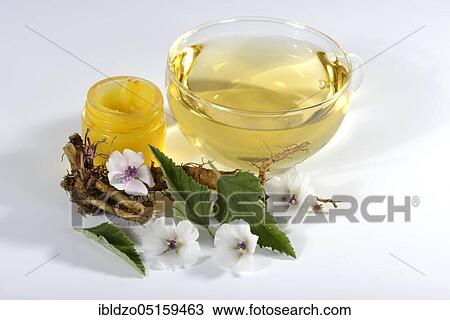 Stock Image - Cup (Althea officinalis) marshmallow root tea, marshmallow, roots, marshmallow roots, marshmallow root tea, marshmallow root ointment, Ade root, Altee, Alter Thee, Alte Eh, Driantenwurzel, Eibsche, river herb, medicinal root, native root, Hilfwurz. Fotosearch
