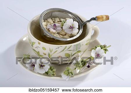 Cup (Althea officinalis) marshmallow root tea, marshmallow, roots, marshmallow roots, marshmallow root tea, Ade root, Altee, Alter Thee, Alte Eh, Driantenwurzel, Eibsche, river herb, medicinal root, native root, Hilfwurz, Ibsche, Ipsche, Sammt-Pappel,... View Large Photo Image Stock Photo - Cup (Althea officinalis) marshmallow root tea, marshmallow, roots, marshmallow roots, marshmallow root tea, Ade root, Altee, Alter Thee, Alte Eh, Driantenwurzel, Eibsche, river herb, medicinal root, native root, Hilfwurz, Ibsche, Ipsche, Sammt-Pappel,.... Fotosearch