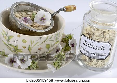 Stock Photo - Cup (Althea officinalis) marshmallow root tea, marshmallow, roots, marshmallow roots, marshmallow root tea, Ade root, Altee, Alter Thee, Alte Eh, Driantenwurzel, Eibsche, river herb, medicinal root, native root, Hilfwurz, Ibsche, Ipsche, Sammt-Pappel,.... Fotosearch