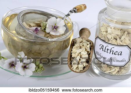 Cup (Althea officinalis) marshmallow root tea, marshmallow, roots, marshmallow roots, marshmallow root tea, Ade root, Altee, Alter Thee, Alte Eh, Driantenwurzel, Eibsche, river herb, medicinal root, native root, Hilfwurz, Ibsche, Ipsche, Sammt-Pappel,... View Large Photo Image Stock Photograph - Cup (Althea officinalis) marshmallow root tea, marshmallow, roots, marshmallow roots, marshmallow root tea, Ade root, Altee, Alter Thee, Alte Eh, Driantenwurzel, Eibsche, river herb, medicinal root, native root, Hilfwurz, Ibsche, Ipsche, Sammt-Pappel,.... Fotosearch