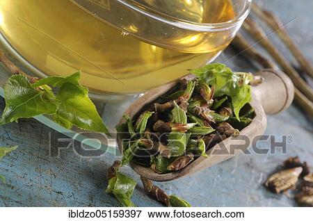 Cup black poplar bud tea (Populus nigra), black poplar bud tea, black poplar View Large Photo Image Stock Photo - Cup black poplar bud tea (Populus nigra), black poplar bud tea, black poplar. Fotosearch
