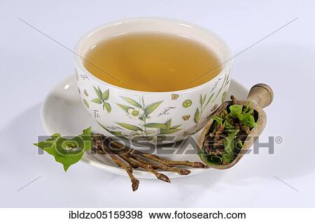 Stock Photo - Cup black poplar bud tea (Populus nigra), black poplar bud tea, black poplar. Fotosearch