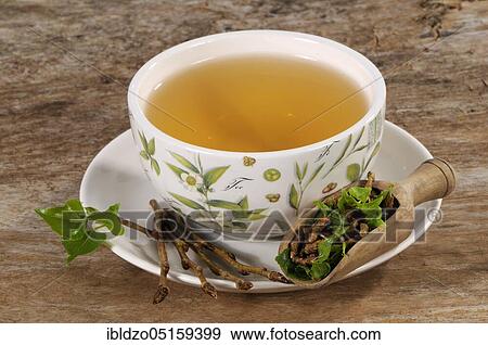 Cup black poplar bud tea (Populus nigra), black poplar bud tea, black poplar View Large Photo Image Stock Photo - Cup black poplar bud tea (Populus nigra), black poplar bud tea, black poplar. Fotosearch