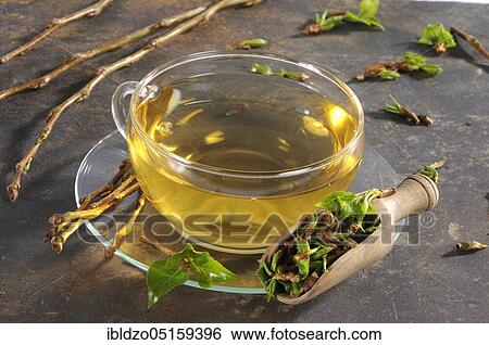 Cup black poplar bud tea (Populus nigra), black poplar bud tea, black poplar View Large Photo Image Stock Photograph - Cup black poplar bud tea (Populus nigra), black poplar bud tea, black poplar. Fotosearch