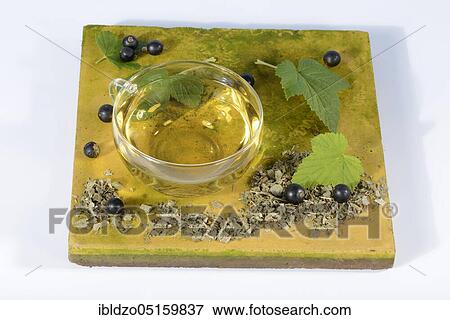 Cup black (Ribes nigrum) currant leaf tea, currant leaf tea, currant leaf tea View Large Photo Image Stock Photo - Cup black (Ribes nigrum) currant leaf tea, currant leaf tea, currant leaf tea. Fotosearch
