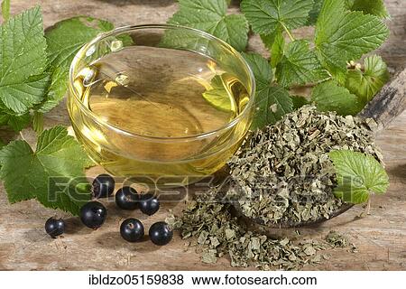 Cup black (Ribes nigrum) currant leaf tea, currant leaf tea, currant leaf tea, currant leaves View Large Photo Image Stock Photo - Cup black (Ribes nigrum) currant leaf tea, currant leaf tea, currant leaf tea, currant leaves. Fotosearch