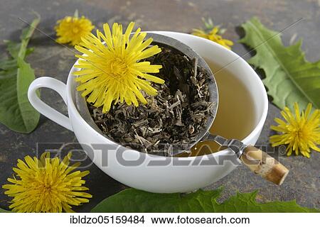 Picture - Cup dandelion tea (Taraxacum officinale), dandelion, buttercup, cow flower, dandelion tea, tea strainer. Fotosearch