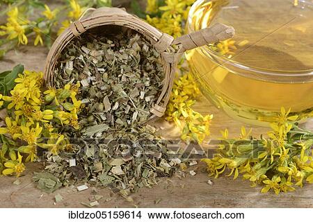 Cup goldenrod tea (Solidago virgaurea), goldenrod, goldenrod tea, tea strainer View Large Photo Image Picture - Cup goldenrod tea (Solidago virgaurea), goldenrod, goldenrod tea, tea strainer. Fotosearch