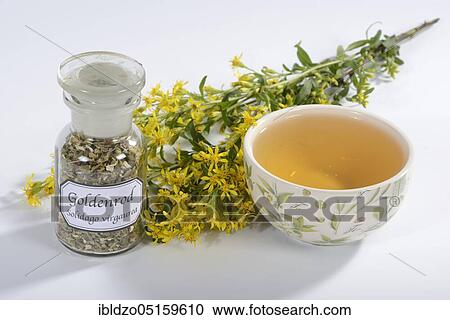 Stock Image - Cup goldenrod tea (Solidago virgaurea), real goldenrod, goldenrod tea. Fotosearch