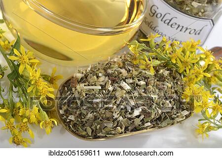 Cup goldenrod tea (Solidago virgaurea), real goldenrod, goldenrod tea View Large Photo Image Stock Image - Cup goldenrod tea (Solidago virgaurea), real goldenrod, goldenrod tea. Fotosearch