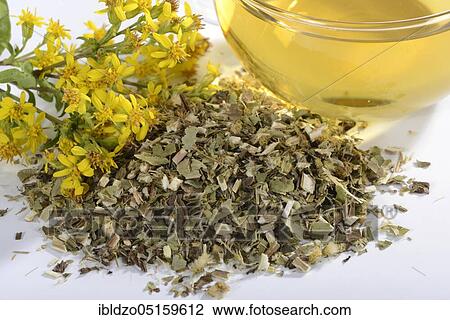Cup goldenrod tea (Solidago virgaurea), real goldenrod, goldenrod tea View Large Photo Image Stock Image - Cup goldenrod tea (Solidago virgaurea), real goldenrod, goldenrod tea. Fotosearch
