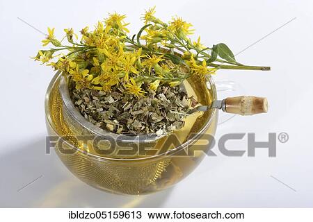Cup goldenrod tea (Solidago virgaurea), goldenrod, goldenrod tea, tea strainer View Large Photo Image Stock Image - Cup goldenrod tea (Solidago virgaurea), goldenrod, goldenrod tea, tea strainer. Fotosearch