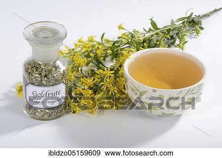 Stock Photo - Cup goldenrod tea (Solidago virgaurea), real goldenrod, goldenrod tea. Fotosearch