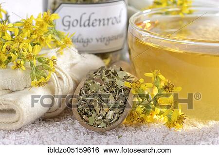 Cup goldenrod tea (Solidago virgaurea), goldenrod, goldenrod tea, tea strainer View Large Photo Image Stock Photograph - Cup goldenrod tea (Solidago virgaurea), goldenrod, goldenrod tea, tea strainer. Fotosearch