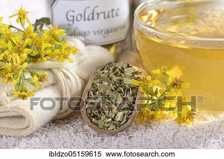 Stock Photography - Cup goldenrod tea (Solidago virgaurea), goldenrod, goldenrod tea, tea strainer. Fotosearch