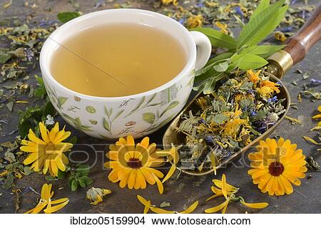 Cup herbal tea, calendula (Calendula officinalis), lemon balm (Melissa officinalis), elderflower (Sambucus nigra), thyme, lemon verbena (Aloysia citrodora), cornflower (Centaurea cyanus), mallow (Thymus vulgaris), malva alc View Large Photo Image Picture - Cup herbal tea, calendula (Calendula officinalis), lemon balm (Melissa officinalis), elderflower (Sambucus nigra), thyme, lemon verbena (Aloysia citrodora), cornflower (Centaurea cyanus), mallow (Thymus vulgaris), malva alc. Fotosearch